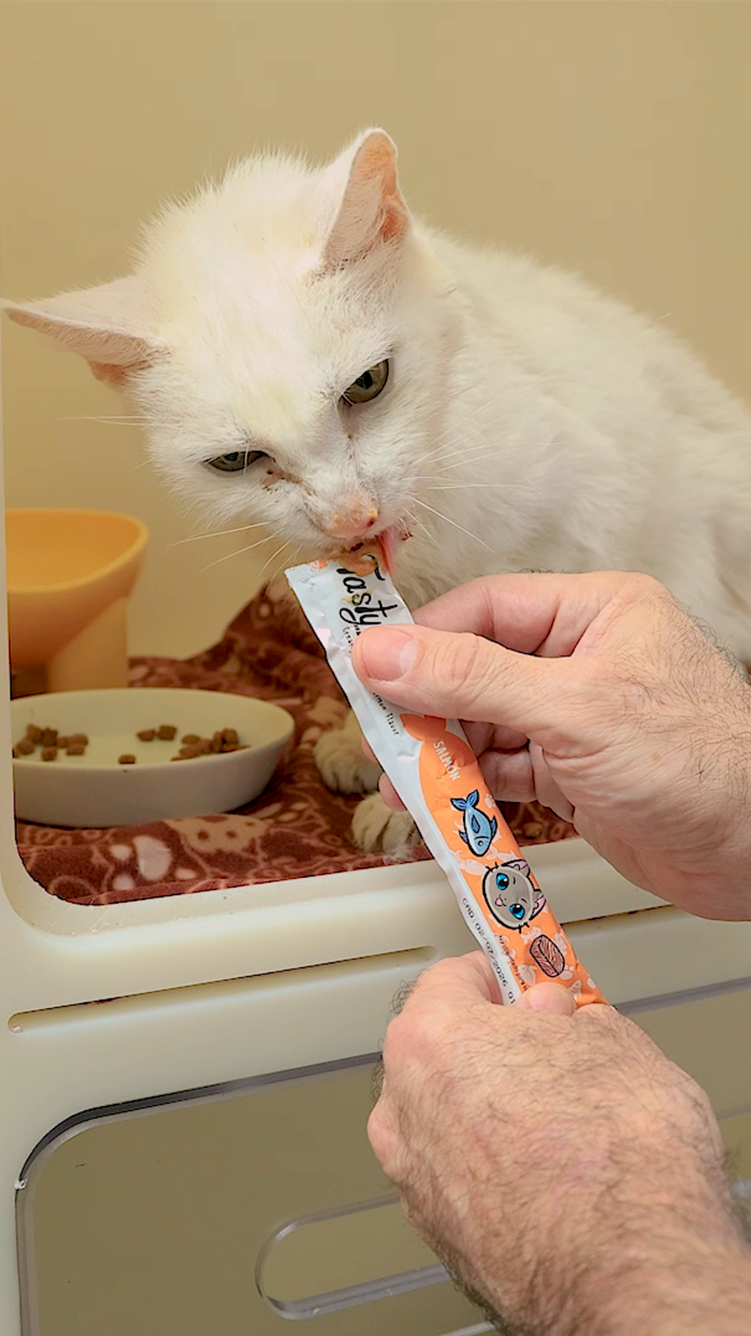 Gato con TastyCat