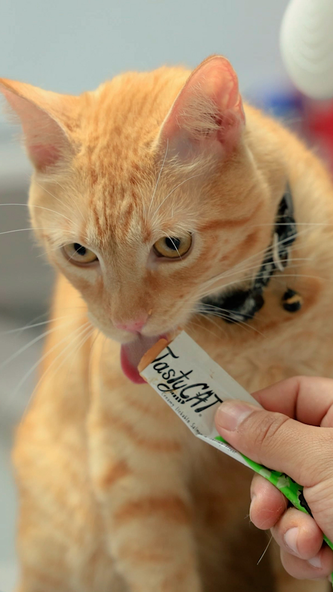 Gato con TastyCat