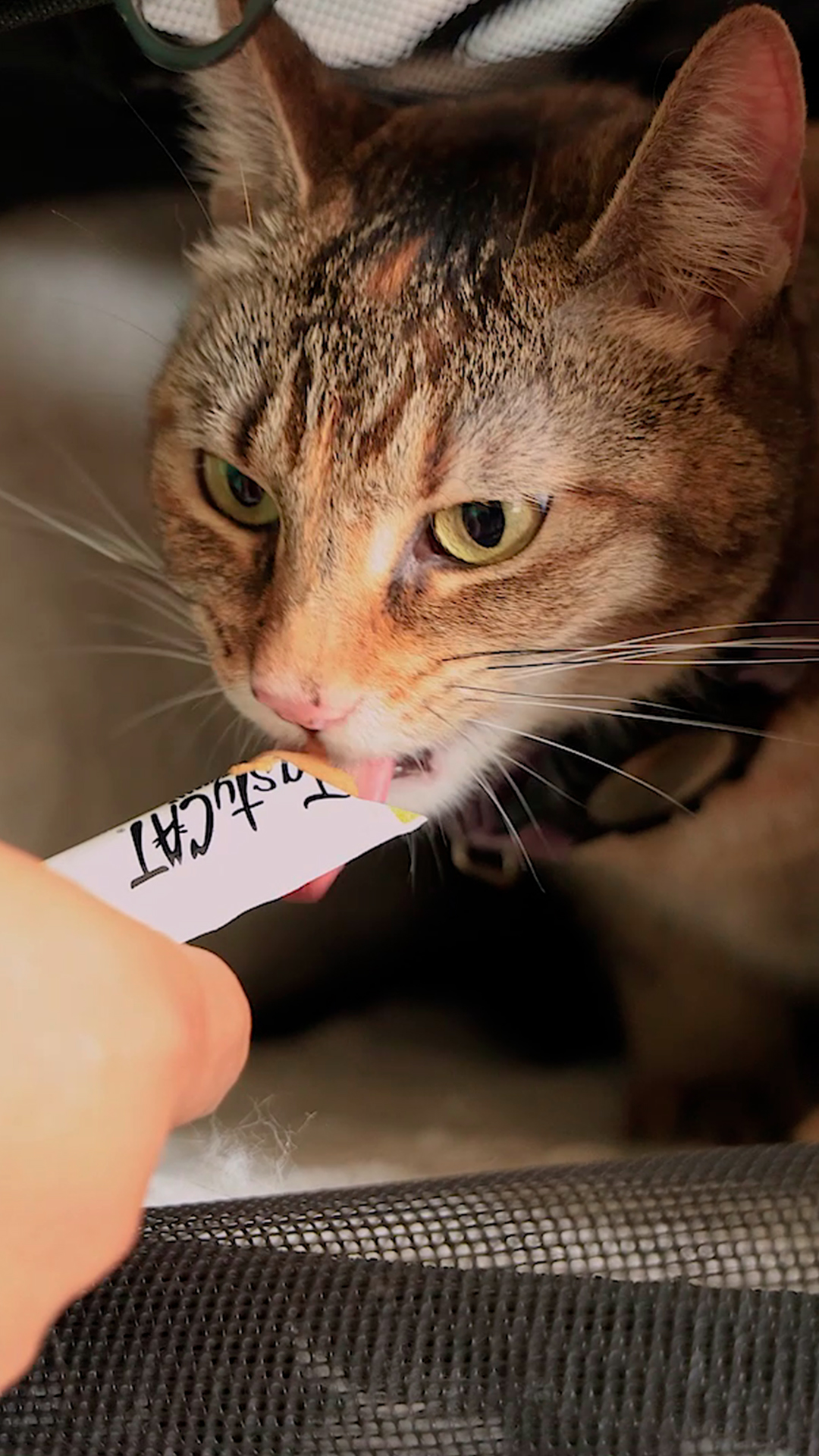 Gato con TastyCat
