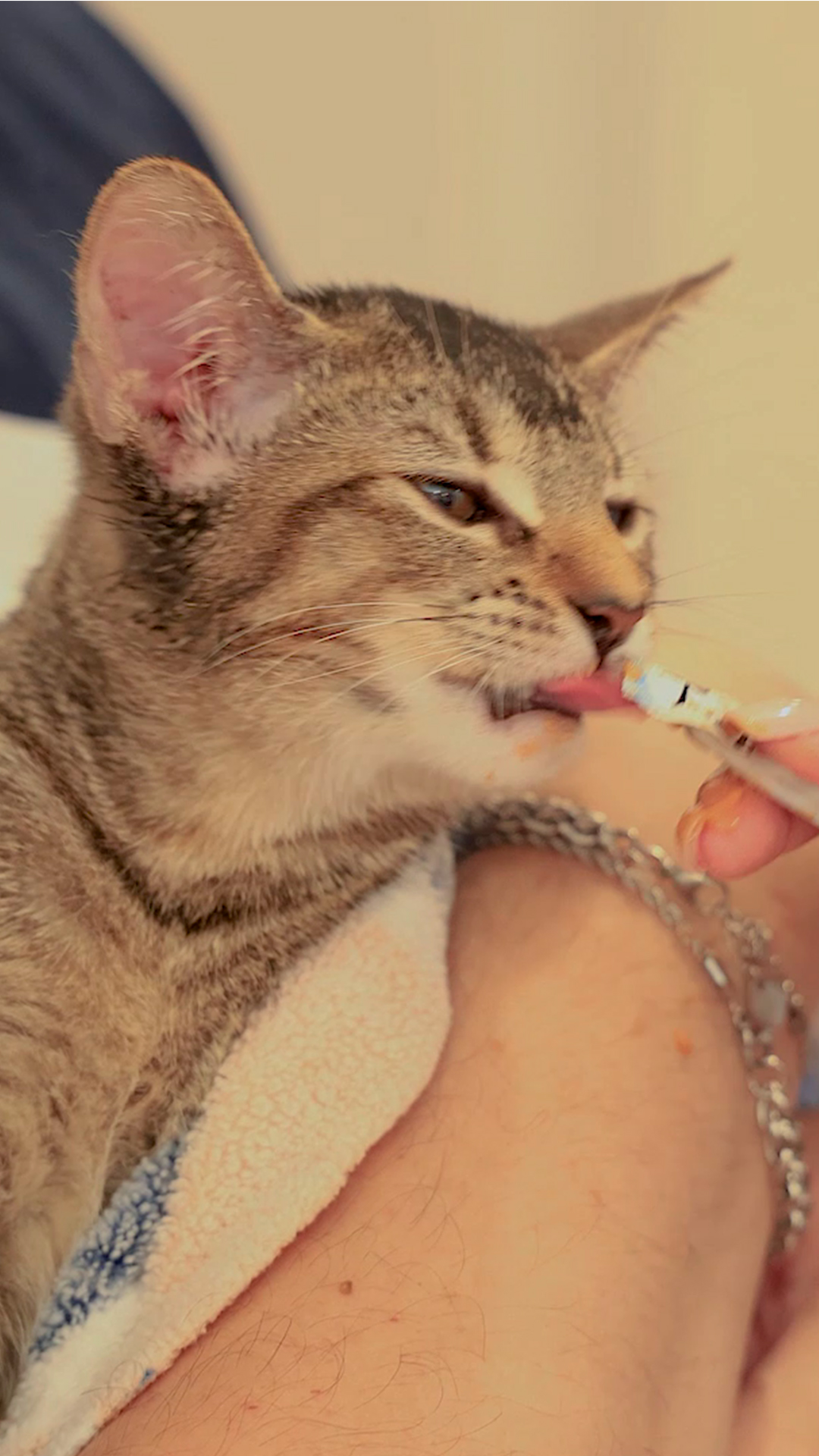 Gato con TastyCat