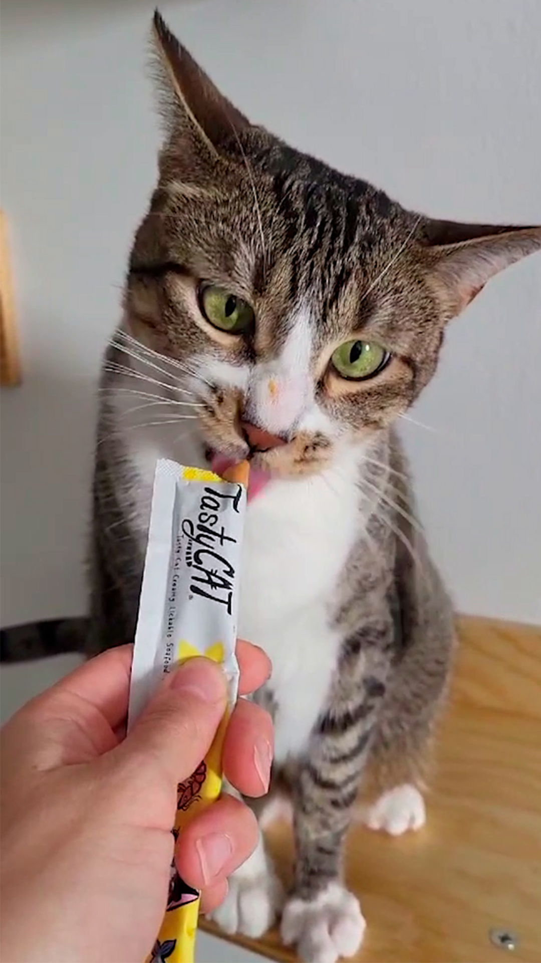 Gato con TastyCat