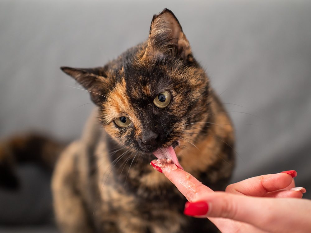 Dando TastyCat a gato