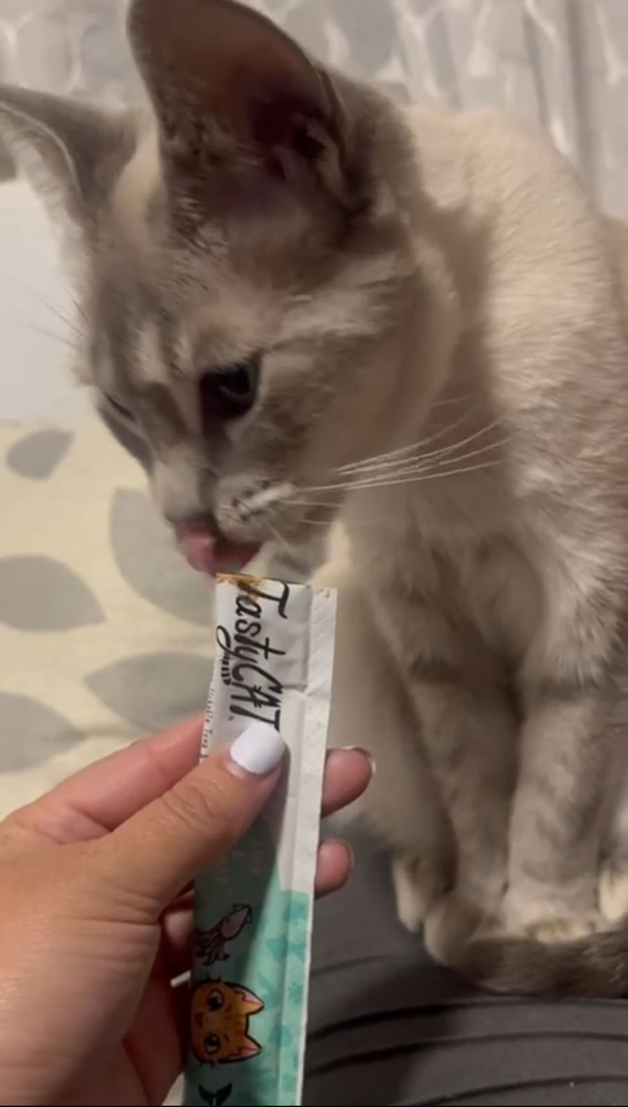 Gatito disfrutando TastyCat