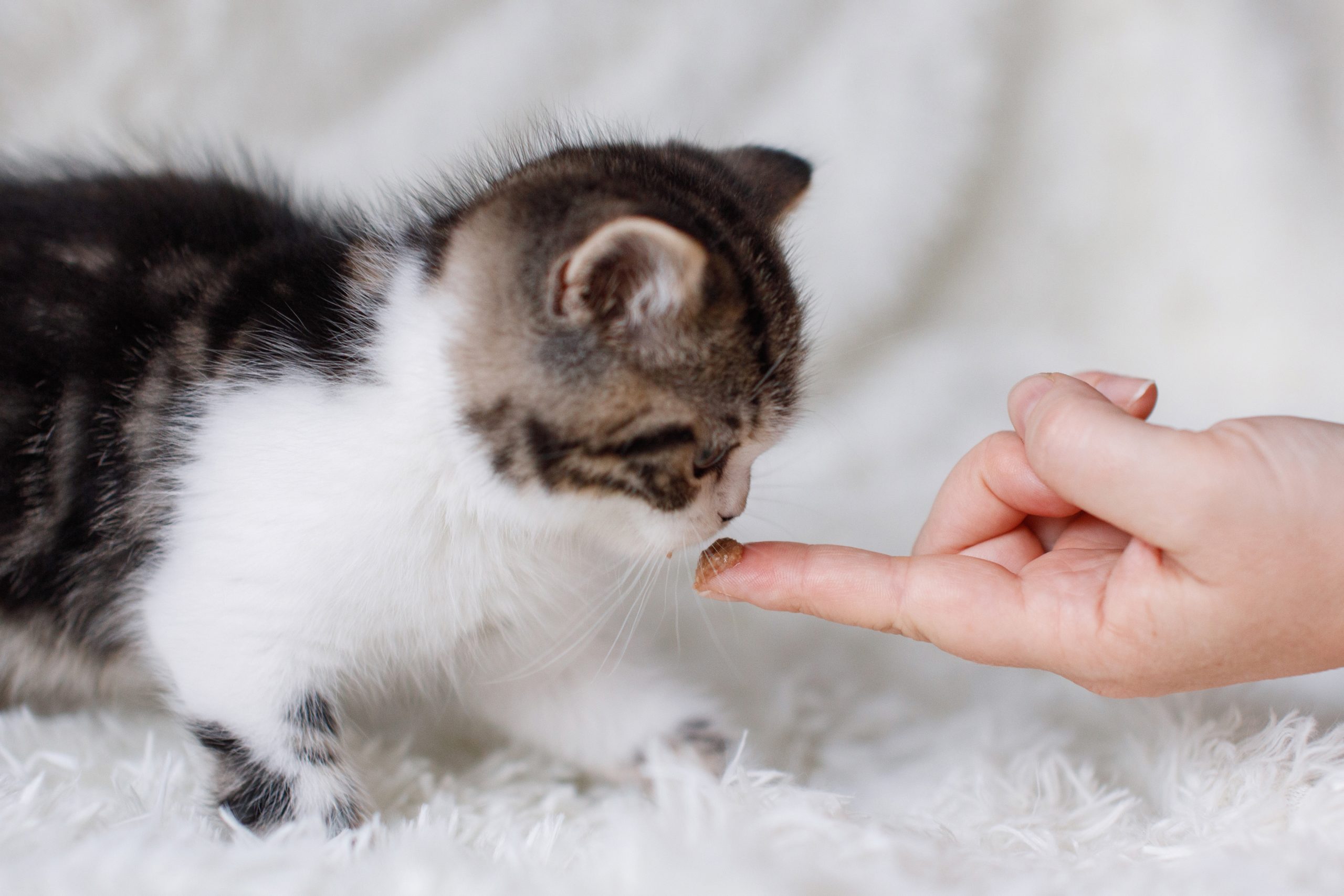 Gatito disfrutando TastyCat