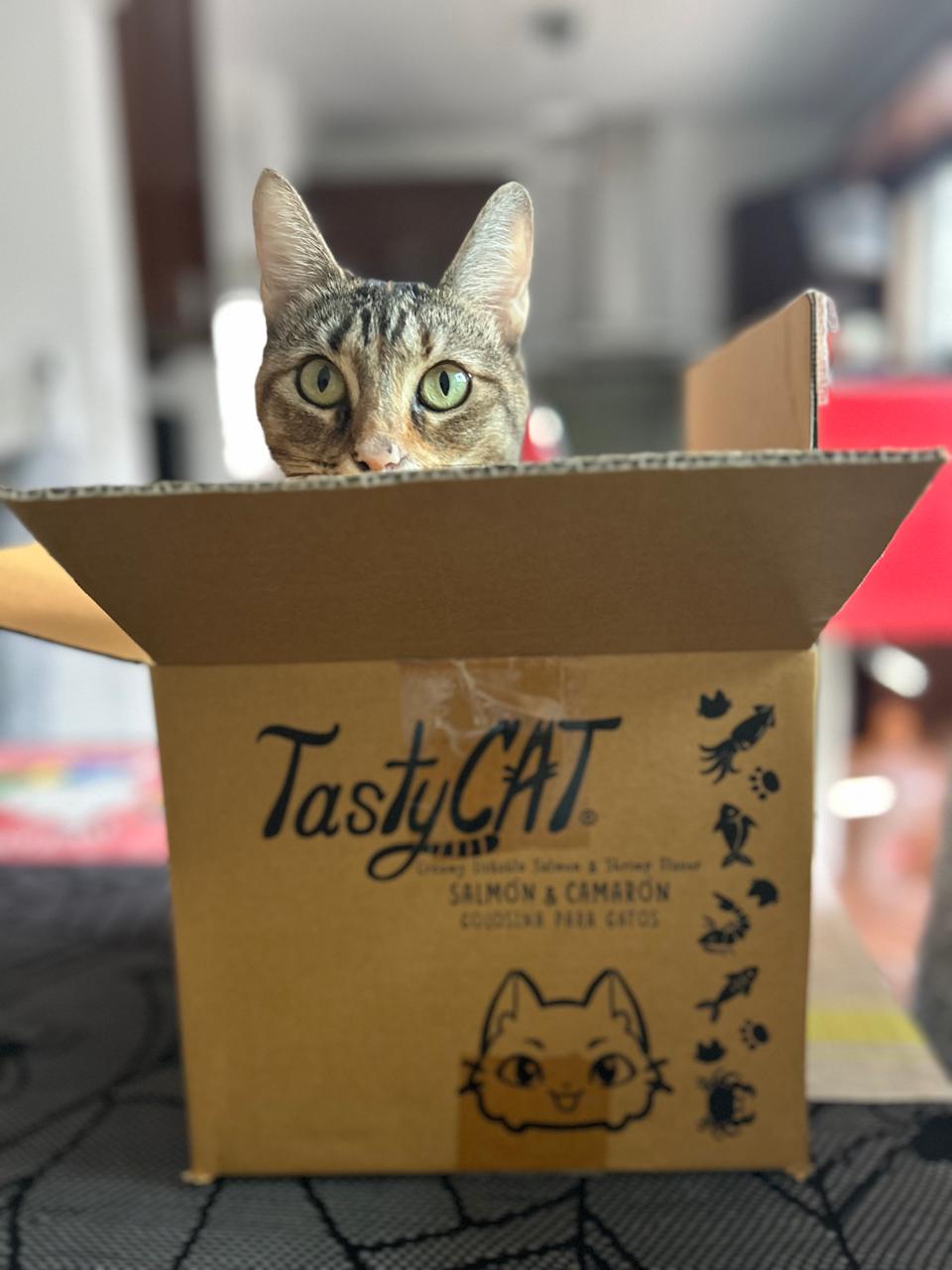 TastyCat equipo